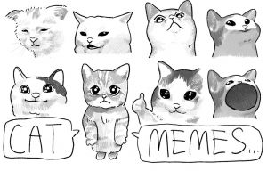 CAT MEMES.jpg